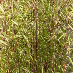 WILLEMSE FRANCE - Bambou jiuzhaigou non-traçant - le pot / ø 13cm / hauteur livrée 40-50cm, vendu par lot de 2