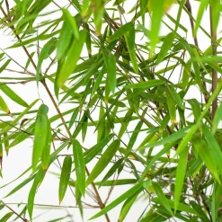 WILLEMSE FRANCE - Bambou jiuzhaigou non-traçant - le pot / ø 13cm / hauteur livrée 40-50cm, vendu par lot de 2
