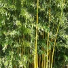 WILLEMSE FRANCE - Bambou traçant panaché - le pot / 2l / hauteur livrée 40-50cm