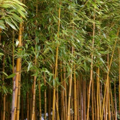 WILLEMSE FRANCE - Bambou traçant panaché - le pot / 2l / hauteur livrée 40-50cm, vendu par lot de 2