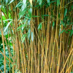 WILLEMSE FRANCE - Bambou traçant panaché - le pot / 2l / hauteur livrée 40-50cm, vendu par lot de 2