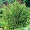 WILLEMSE FRANCE - Bambou vert non-traçant - le pot / ø 11cm / hauteur livrée environ 30cm