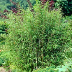 WILLEMSE FRANCE - Bambou vert non-traçant - le pot / ø 11cm / hauteur livrée environ 30cm