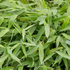 WILLEMSE FRANCE - Bambou vert non-traçant - le pot / ø 11cm / hauteur livrée environ 30cm