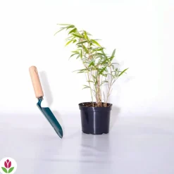WILLEMSE FRANCE - Bambou vert non-traçant - le pot / ø 11cm / hauteur livrée environ 30cm