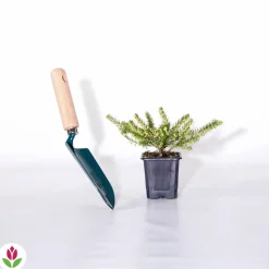 WILLEMSE FRANCE - Bruyère d'hiver furzey - le pot / 8cm / hauteur livrée environ 10cm, vendu par lot de 2