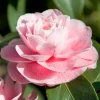 WILLEMSE FRANCE - Camélia du japon bonomiana - le pot / ø 9cm / hauteur livrée 20-25cm, vendu par lot de 2