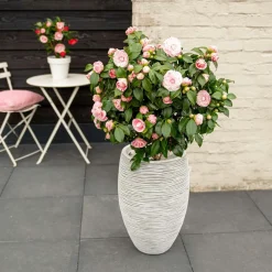 WILLEMSE FRANCE - Camélia du japon bonomiana - le pot / ø 9cm / hauteur livrée 20-25cm, vendu par lot de 2
