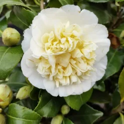 WILLEMSE FRANCE - Camélia du japon à fleurs doubles blanche - le pot / 2l / hauteur livrée 25-30cm, vendu par lot de 2