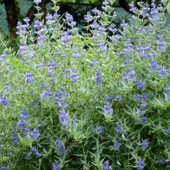 WILLEMSE FRANCE - Caryopteris heavenly blue - le pot / ø 9cm / hauteur livrée environ 15cm, vendu par lot de 2