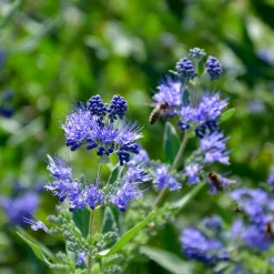 WILLEMSE FRANCE - Caryopteris heavenly blue - le pot / ø 9cm / hauteur livrée environ 15cm, vendu par lot de 2