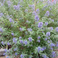WILLEMSE FRANCE - Caryopteris heavenly blue - le pot / ø 9cm / hauteur livrée environ 15cm, vendu par lot de 2