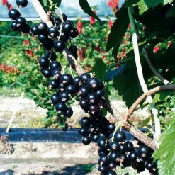 WILLEMSE FRANCE - Cassissier à gros fruits andega - la pièce en racine nue / 1-2 branches
