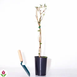 WILLEMSE FRANCE - Chèvrefeuille des bois serotina - le pot / ø 9cm, vendu par lot de 2