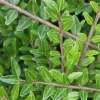 WILLEMSE FRANCE - Chèvrefeuille arbustifs mossgreen - le pot / ø 9cm, vendu par lot de 4