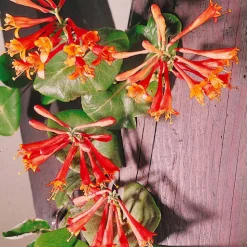WILLEMSE FRANCE - Chèvrefeuille grimpant dropmore scarlet - le pot / ø 9cm