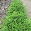 WILLEMSE FRANCE - Chèvrefeuille à feuilles de buis maigruen - le pot / 1.5l / hauteur livrée 30-40cm, vendu par lot de 2