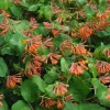 WILLEMSE FRANCE - Chèvrefeuille grimpant dropmore scarlet - le pot / 2l / hauteur livrée 40-50cm, vendu par lot de 2
