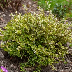 WILLEMSE FRANCE - Chèvrefeuille à feuille de buis lemon beauty - le godet / ø 9cm