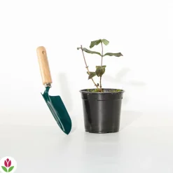 WILLEMSE FRANCE - Chèvrefeuille arbustif chic et choc ® - le pot / 1.3l / hauteur livrée 15-20cm, vendu par lot de 2