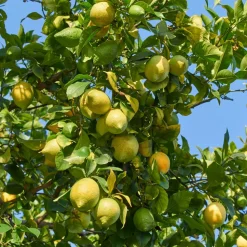 WILLEMSE FRANCE - Citronnier vulcan - le pot / 1.5l / hauteur livrée 30-40cm