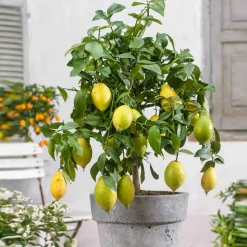 WILLEMSE FRANCE - Citronnier vulcan - le pot / 1.5l / hauteur livrée 30-40cm