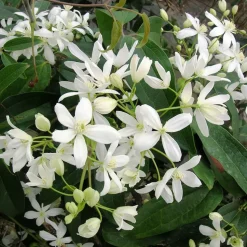 WILLEMSE FRANCE - Clématite armandii - le pot / ø 11cm, vendu par lot de 2