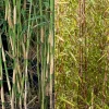 WILLEMSE FRANCE - Collection de 2 bambous non-traçants - les 2 pots / 1.5l / hauteur livrée environ 40cm