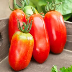 WILLEMSE FRANCE - Collection de tomates savoureuses - les 3 sachets / ±1100 graines