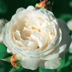WILLEMSE FRANCE - Collection de 2 rosiers : anglais her's ausgreen et ausgreen's winne - le paquet de 2 racines nues / 3+ branches