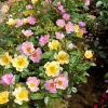 WILLEMSE FRANCE - Collection de 6 rosiers couvre-sols happy chappy et wonderland - le paquet de 6 racines nues / 3+ branches
