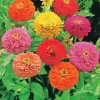 WILLEMSE FRANCE - Collection de graines de fleurs à couper - les 5 sachets / ±1300 graines