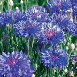 WILLEMSE FRANCE - Collection de graines de fleurs à couper - les 5 sachets / ±1300 graines