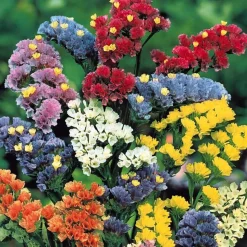 WILLEMSE FRANCE - Collection de graines de fleurs à couper - les 5 sachets / ±1300 graines