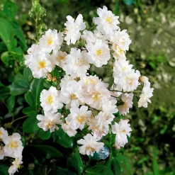 WILLEMSE FRANCE - Collection de 2 rosiers lianes immensee blanc et petite duchesse - le paquet de 2 racines nues / 3+ branches