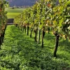 WILLEMSE FRANCE - Collection de 3 viticoles : vitis vinifera pinot, merlot, chardonnay - les 3 mottes / hauteur livrée 20-40cm
