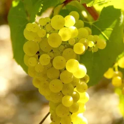 WILLEMSE FRANCE - Collection de 3 viticoles : vitis vinifera pinot, merlot, chardonnay - les 3 mottes / hauteur livrée 20-40cm