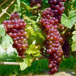 WILLEMSE FRANCE - Collection de 4 vignes - les 4 mottes de 2 ans
