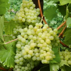 WILLEMSE FRANCE - Collection de 4 vignes - les 4 mottes de 2 ans