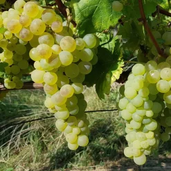 WILLEMSE FRANCE - Collection de 4 vignes - les 4 mottes de 2 ans