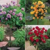 WILLEMSE FRANCE - Collection de 3 rosiers tiges : walztime, sunsilk, dame de cœur - le paquet de 3 racines nues / tige 60cm