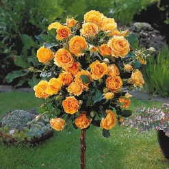 WILLEMSE FRANCE - Collection de 3 rosiers tiges : walztime, sunsilk, dame de cœur - le paquet de 3 racines nues / tige 60cm