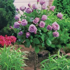 WILLEMSE FRANCE - Collection de 3 rosiers tiges : walztime, sunsilk, dame de cœur - le paquet de 3 racines nues / tige 60cm