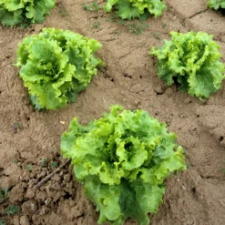 WILLEMSE FRANCE - Collection de 3 salades batavia - les 3 sachets / ±8250 graines