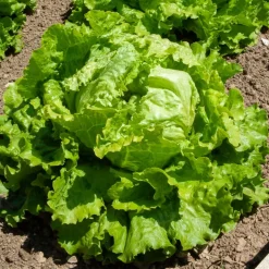 WILLEMSE FRANCE - Collection de 3 salades batavia - les 3 sachets / ±8250 graines
