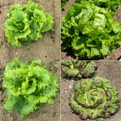 WILLEMSE FRANCE - Collection de 3 salades batavia - les 3 sachets / ±8250 graines