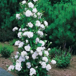 WILLEMSE FRANCE - Collection de 4 rosiers arbustes : shalom, korbin, westerland, handel - le paquet de 4 racines nues / 3+ branches