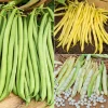 WILLEMSE FRANCE - Collection d'haricots - les 3 sachets / 100g chacun / ±210 graines