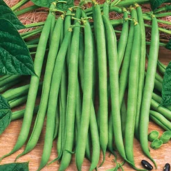 WILLEMSE FRANCE - Collection d'haricots - les 3 sachets / 100g chacun / ±210 graines