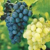 WILLEMSE FRANCE - Collection de 2 vignes : muscat de hambourg et chasselas de fontainebleau - les 2 mottes de 2 ans / hauteur livrée 30-40cm